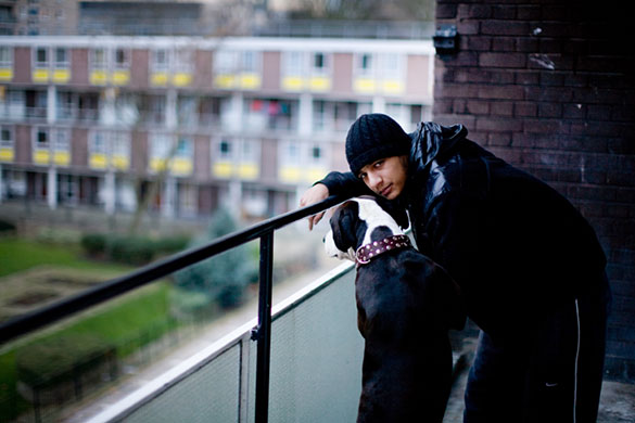 Status dogs: Status dogs by Jonangelo Molinari 