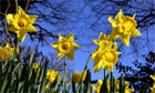 Spring flowers