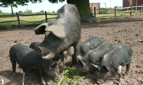 Pigs at Fordhall farm