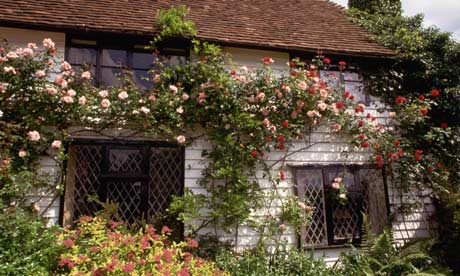 Flowering rose bushes on english cottage