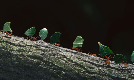 ants