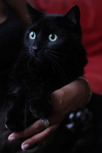 Survivors of violence: Ethnic minority suvivors of domestic violence