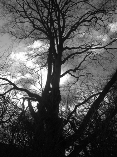 Shared Horizon: Untitled