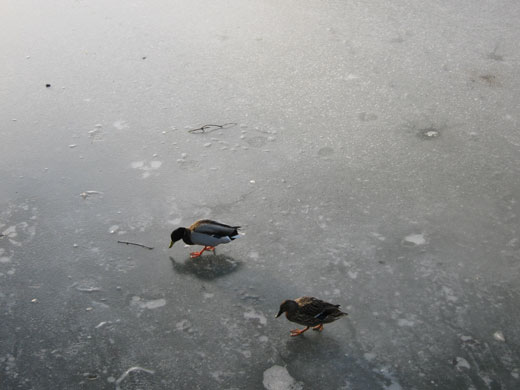 Shared Horizon: Untitled