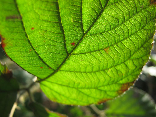 Shared Horizon: Changing Leaf
