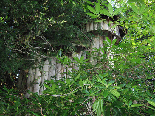 Shared Horizon: House in the Trees
