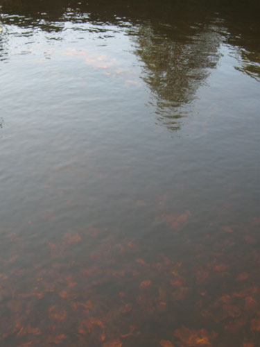 Shared Horizon: Mirror of the Trees and Sun