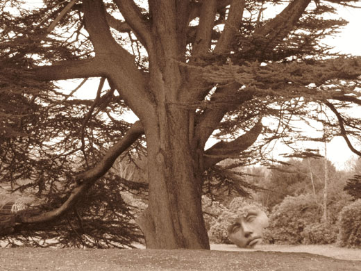 Shared Horizon: Surprise