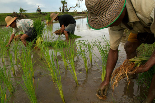 Cyclone Nargis a year on: Cyclone Nargis one year on