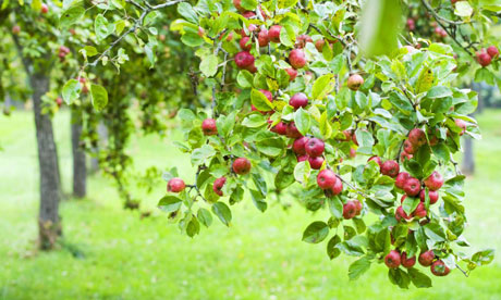 fruit