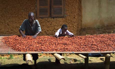 Cocoa beans being dried