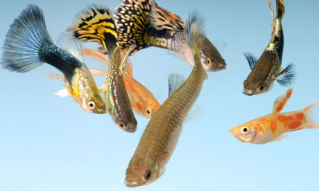 fish