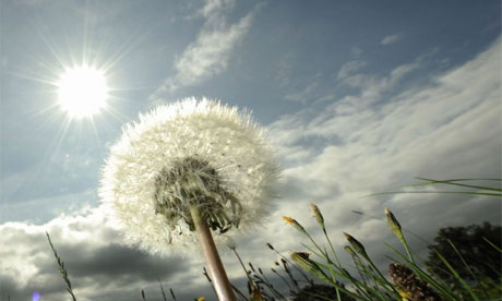 The sun shines down on a dandelion clock near the northern German town of in Hohnstorf