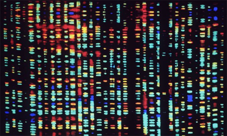 fragment of the human genome