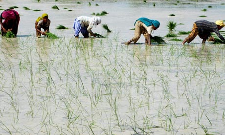 Farmers plant saplings in a rice field in Mathura