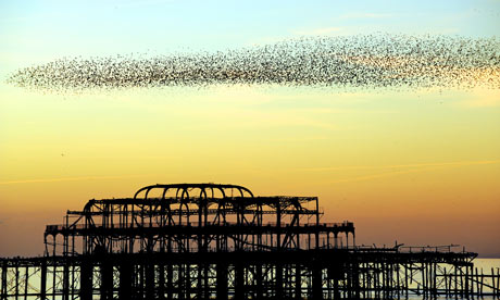 Starlings flock over Brighton's derelict west pier at sunset