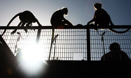Langur monkeys outside the Dhyanchand National Stadium, a hockey venue for the Commonwealth Games