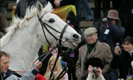 Desert Orchid