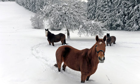 Horses snow
