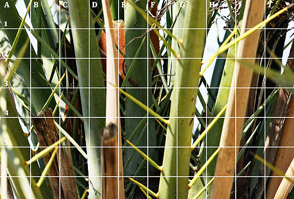 Ball in palm tree (no ball)