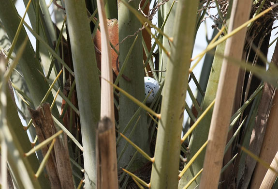 Ball in palm tree (with ball)
