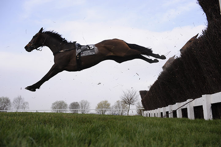 Cheltenham Day 1: Adams Island, a faller in the 3rd race, carries on enjoying jumping around