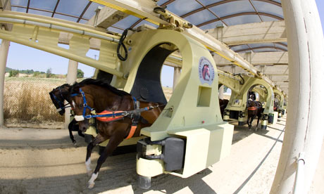 A group of two-year-old horses in training using the Kurt Equine Training System, in Istanbul.