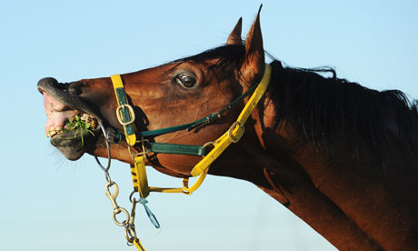 Dare To Dream at Flemington