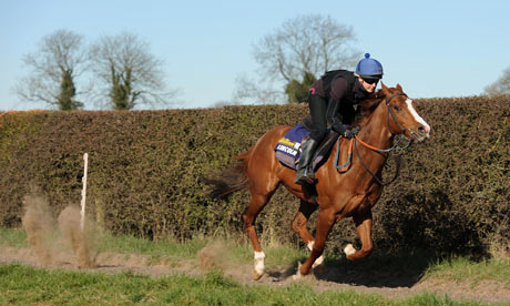 Smarty Socks on the gallops