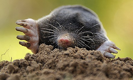 Mole