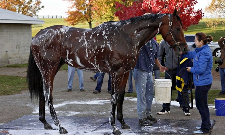 American Pharoah washed down