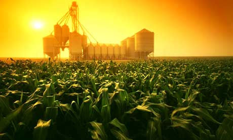 cornfield