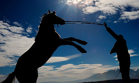 racehorse