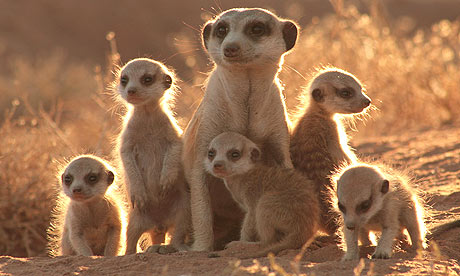The Meerkats (2008)