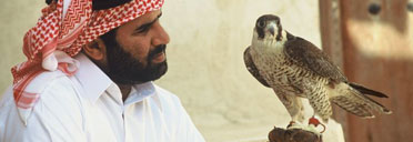 Falconry