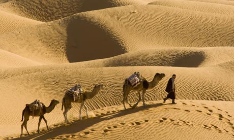 Camel Photographs