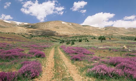 bekaa