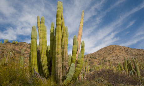 Cardon, Baja California 
