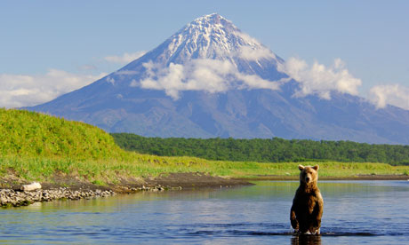 Kamchatka Brown Bear 