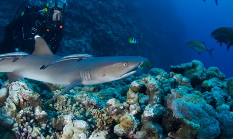 Top 10 wildlife spots on Australia's Great Barrier Reef