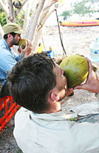 island coconuts