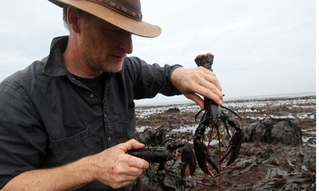 Kevin with lobsters