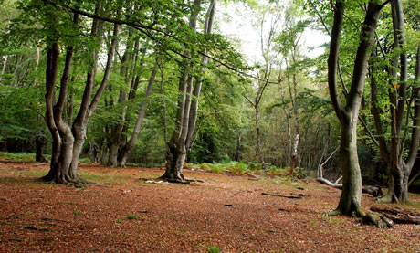 Download this Epping Forest picture