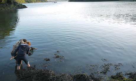 Catching shrimps and oysters in Cornwall