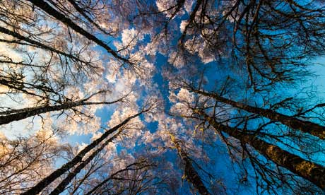 Frosty trees