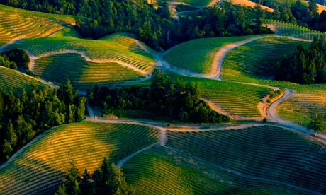 Sonoma valley vineyards