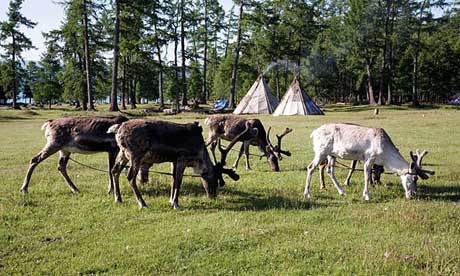 Reindeer, Mongolia, Asia