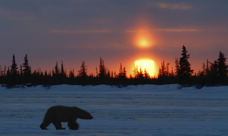 Polar bear at sunset, Manitoba, Canada