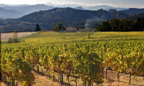 Vineyards views of the Appenines south of Bologna