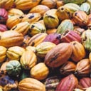 sao tome cocoa pods
